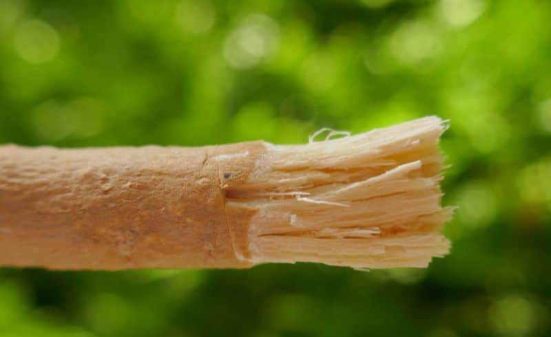 Gambar batang tanaman siwak yang dipakai untuk meredakan sakit gigi