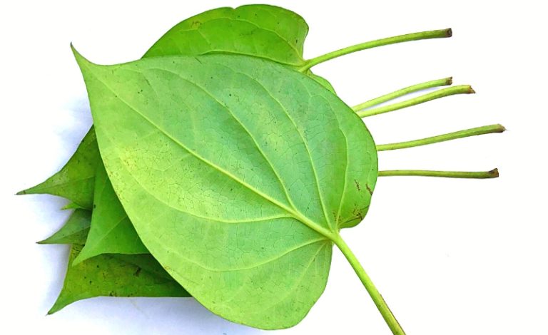 Daun sirih