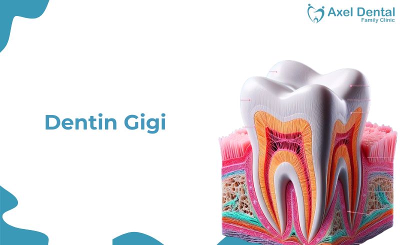 Dentin Gigi: Pengertian, Fungsi, dan Masalahnya